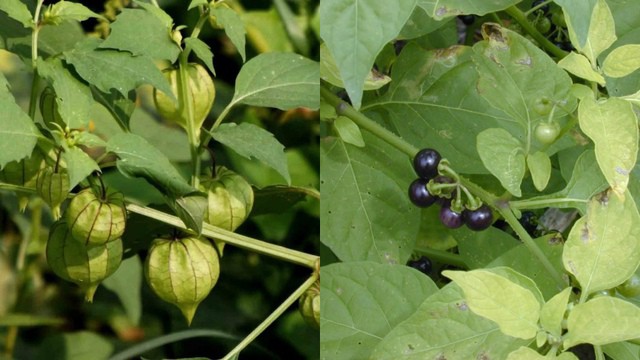 Cây rau từng bị coi là cỏ dại, nay lên đời thành đặc sản: Chuyên gia nói gì về loại rau này? 4 Cây rau tầm bóp hay còn được gọi là cây rau lồng đèn vì quả của chúng có hình dáng như lồng đèn (Ảnh 1), khác với loại rau lu lu đực (Ảnh 2).