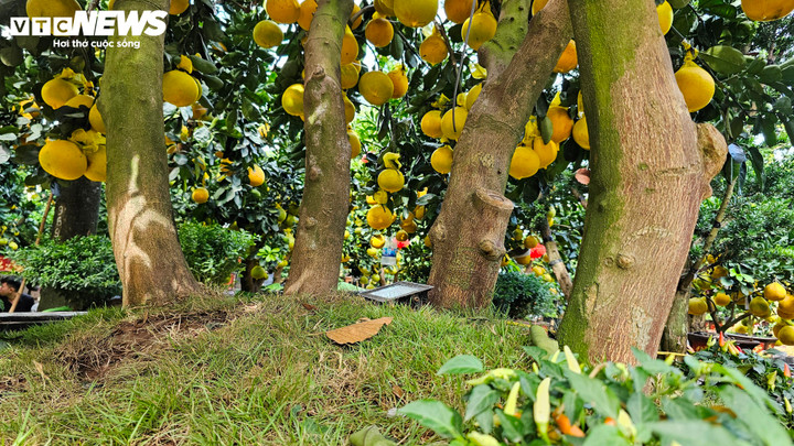 Cận cảnh chậu bưởi Diễn giá 150 triệu đồng tại TP.HCM- Ảnh 2.