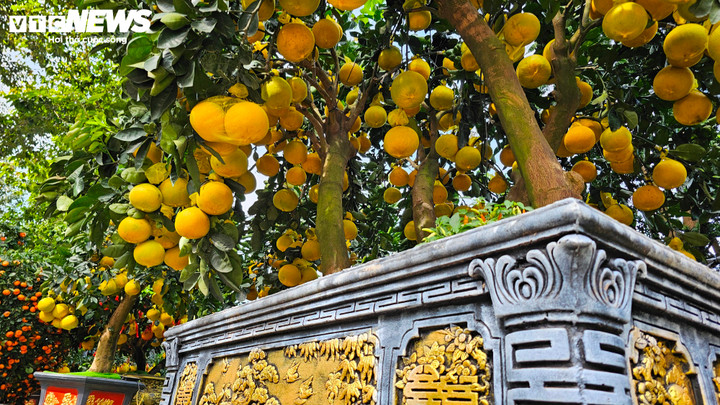 Cận cảnh chậu bưởi Diễn giá 150 triệu đồng tại TP.HCM- Ảnh 4.