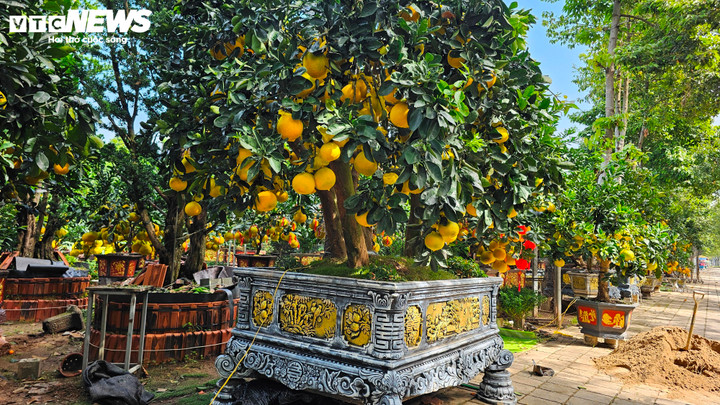 Cận cảnh chậu bưởi Diễn giá 150 triệu đồng tại TP.HCM- Ảnh 5.