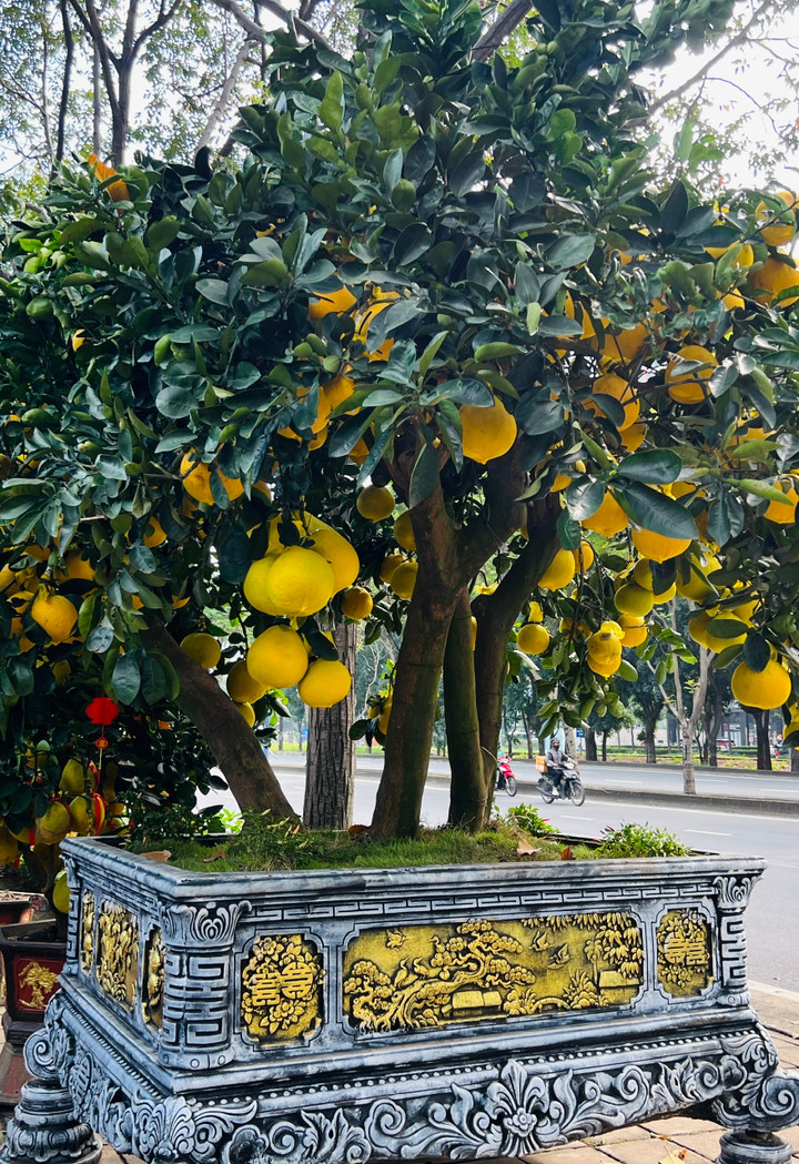 Cận cảnh chậu bưởi Diễn giá 150 triệu đồng tại TP.HCM- Ảnh 6.