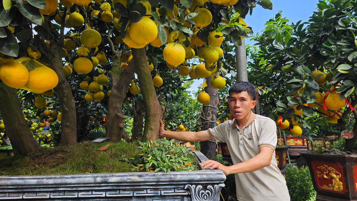 Cận cảnh chậu bưởi Diễn giá 150 triệu đồng tại TP.HCM- Ảnh 8.