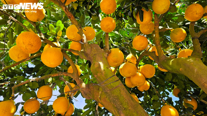 Cận cảnh chậu bưởi Diễn giá 150 triệu đồng tại TP.HCM- Ảnh 10.