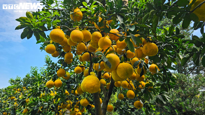 Cận cảnh chậu bưởi Diễn giá 150 triệu đồng tại TP.HCM- Ảnh 9.