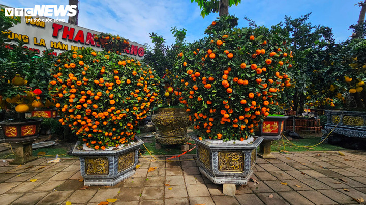 Cận cảnh chậu bưởi Diễn giá 150 triệu đồng tại TP.HCM- Ảnh 12.