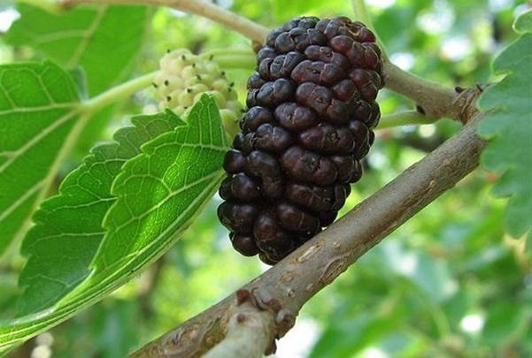 Người xưa dặn: 3 cây nặng âm khí, không nên trồng trong nhà- Ảnh 2.