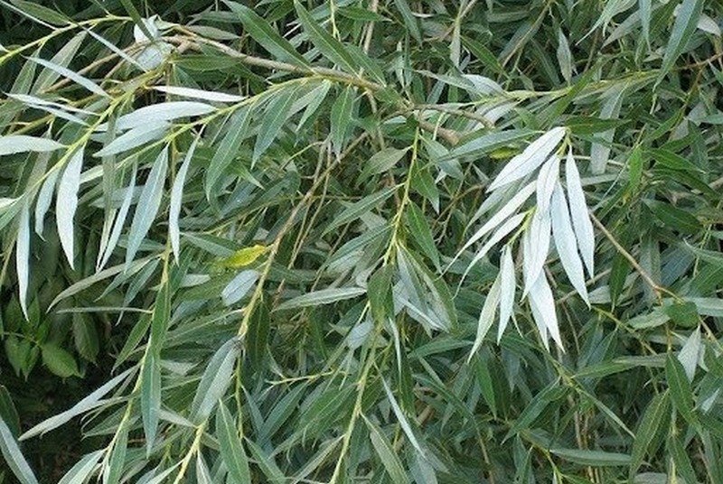 Người xưa dặn: 3 cây nặng âm khí, không nên trồng trong nhà- Ảnh 3.