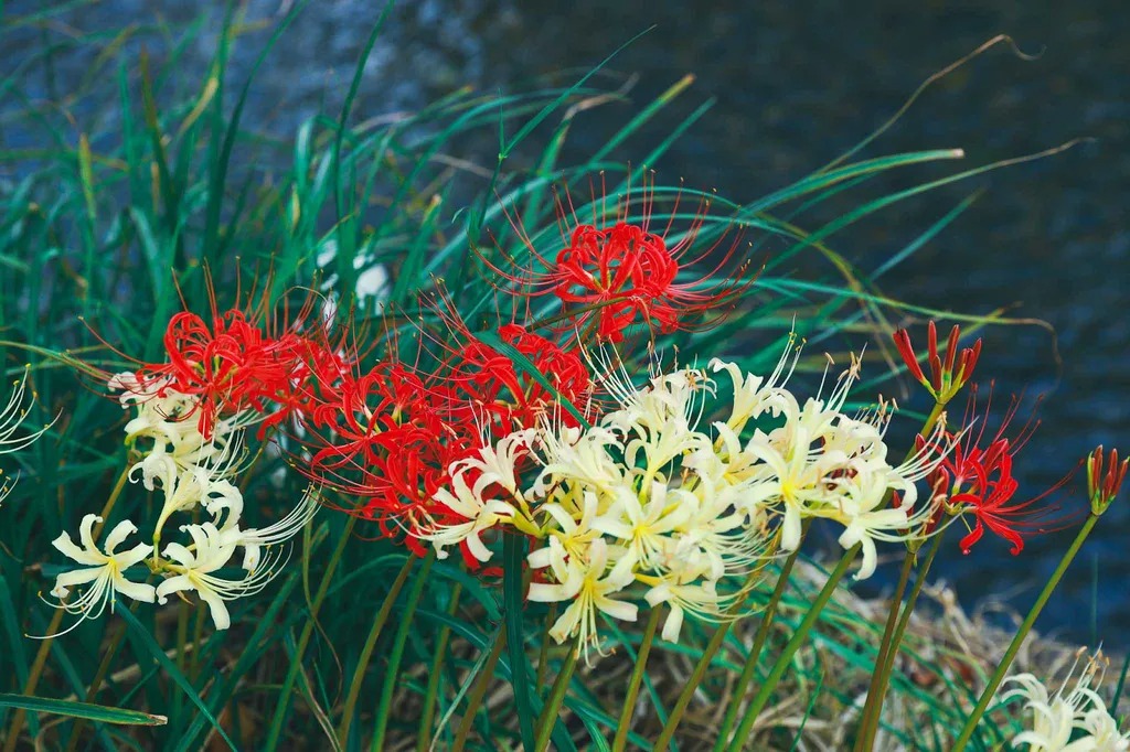 Người xưa dặn: 3 cây nặng âm khí, không nên trồng trong nhà- Ảnh 6.