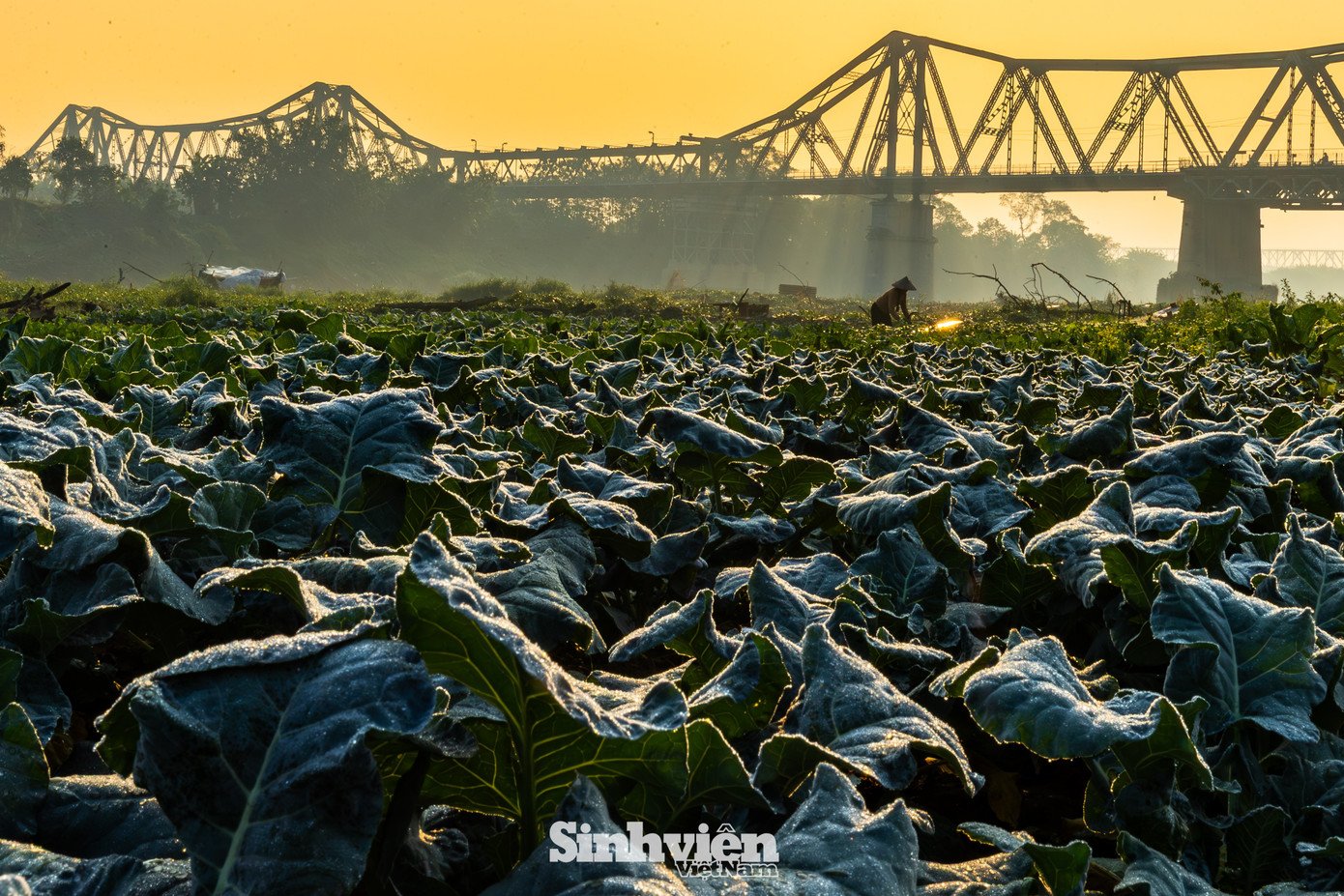 Bất chấp cái lạnh, giới trẻ Hà Nội dậy sớm 'săn' khoảnh khắc vàng bên chân cầu Long Biên - 11