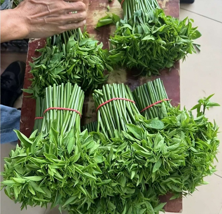 Loại rau dân dã, tươi ngon, giòn tan, ăn vào mùa đông giúp, giải độc gan, hỗ trợ giấc ngủ, bảo vệ mắt 4 Loại rau dân dã, tươi ngon, giòn tan, ăn vào mùa đông giúp, giải độc gan, hỗ trợ giấc ngủ, bảo vệ mắt - 3