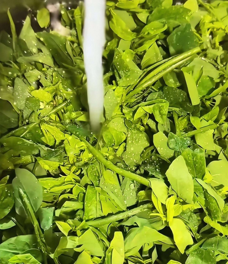 Loại rau dân dã, tươi ngon, giòn tan, ăn vào mùa đông giúp, giải độc gan, hỗ trợ giấc ngủ, bảo vệ mắt 6 Loại rau dân dã, tươi ngon, giòn tan, ăn vào mùa đông giúp, giải độc gan, hỗ trợ giấc ngủ, bảo vệ mắt - 5