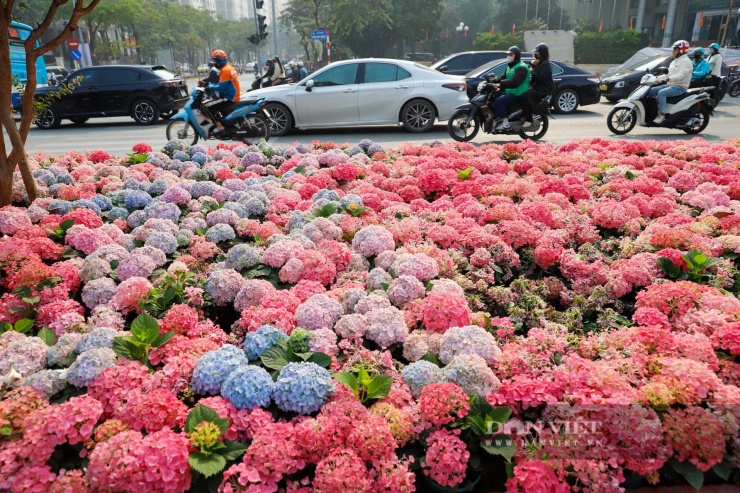 Ngỡ ngàng Đà Lạt thu nhỏ giữa lòng Thủ đô: Dải hoa cẩm tú cầu bất ngờ nở rực rỡ trên đường phố Hà Nội - 2