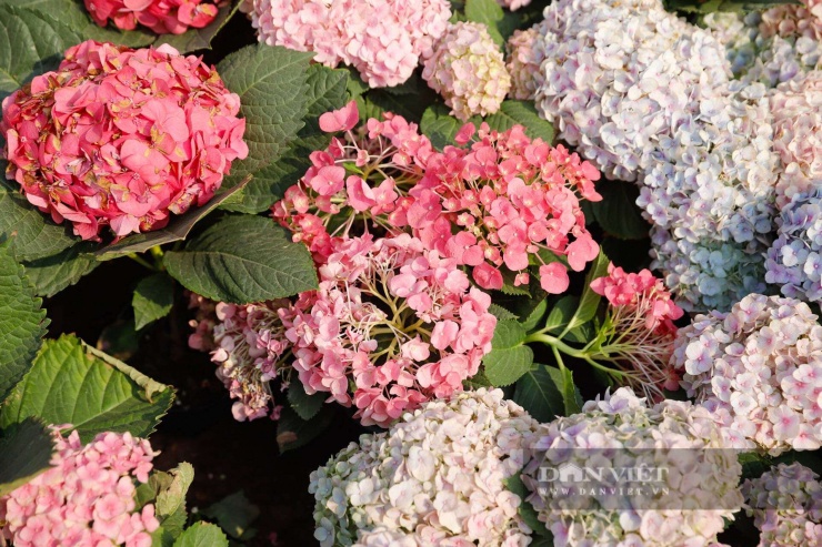 Ngỡ ngàng Đà Lạt thu nhỏ giữa lòng Thủ đô: Dải hoa cẩm tú cầu bất ngờ nở rực rỡ trên đường phố Hà Nội - 3