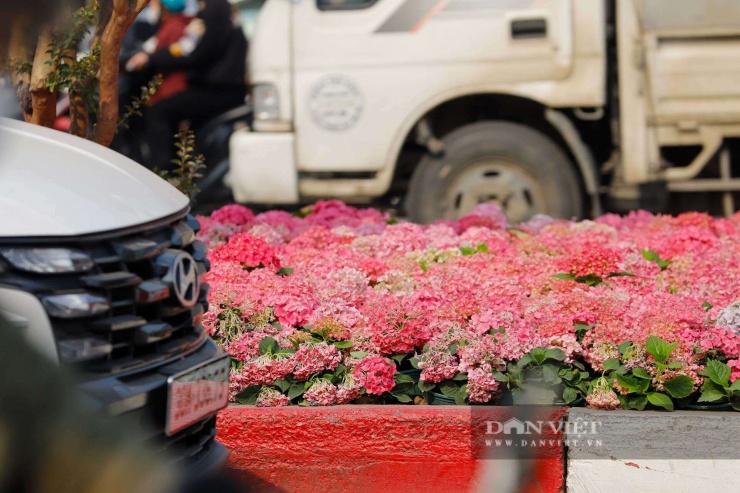 Ngỡ ngàng Đà Lạt thu nhỏ giữa lòng Thủ đô: Dải hoa cẩm tú cầu bất ngờ nở rực rỡ trên đường phố Hà Nội - 8