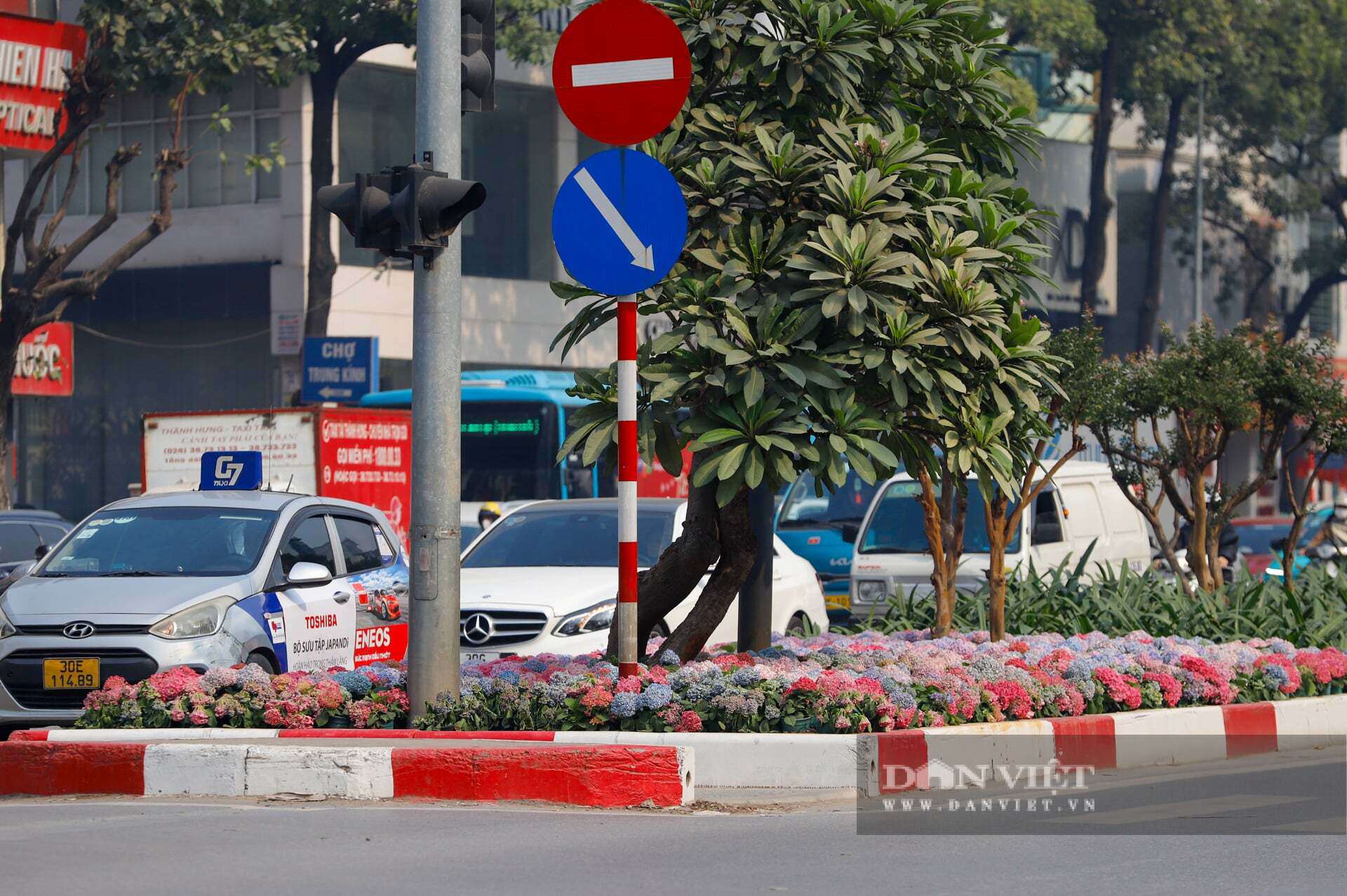 Ngỡ ngàng Đà Lạt thu nhỏ giữa lòng Thủ đô: Dải hoa cẩm tú cầu bất ngờ nở rực rỡ trên đường phố Hà Nội - 9