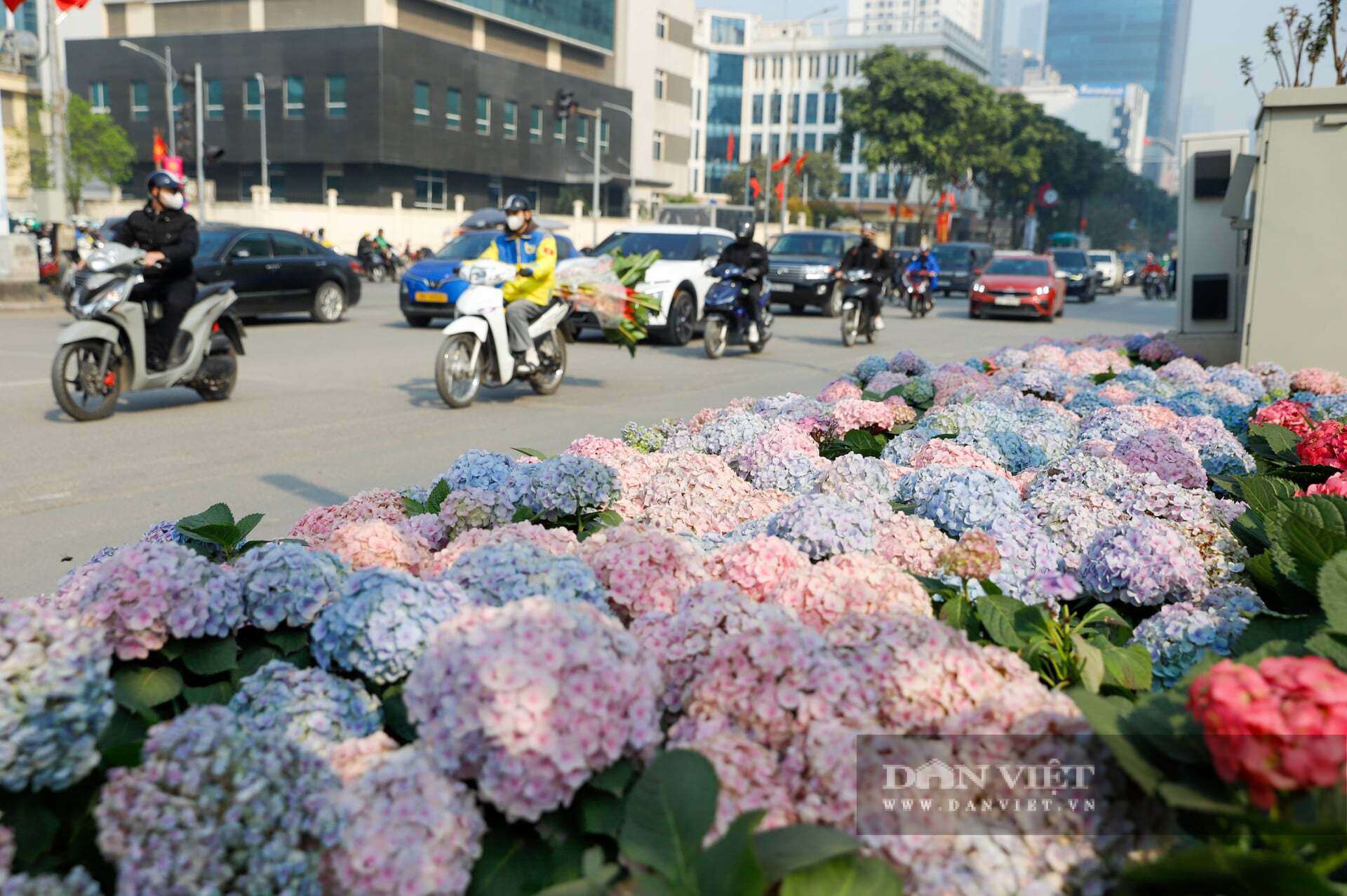 Ngỡ ngàng Đà Lạt thu nhỏ giữa lòng Thủ đô: Dải hoa cẩm tú cầu bất ngờ nở rực rỡ trên đường phố Hà Nội - 10