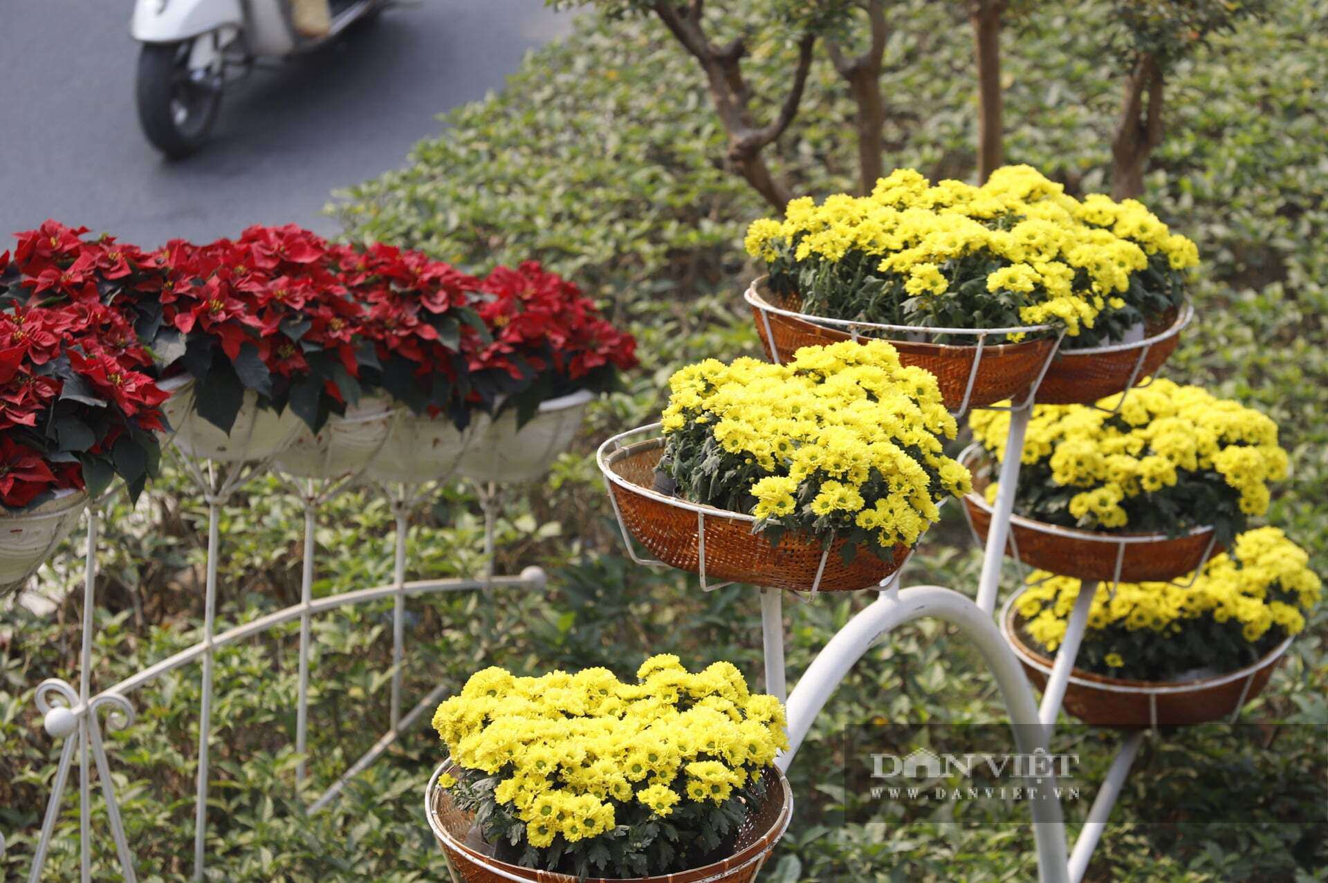 Ngỡ ngàng Đà Lạt thu nhỏ giữa lòng Thủ đô: Dải hoa cẩm tú cầu bất ngờ nở rực rỡ trên đường phố Hà Nội - 11