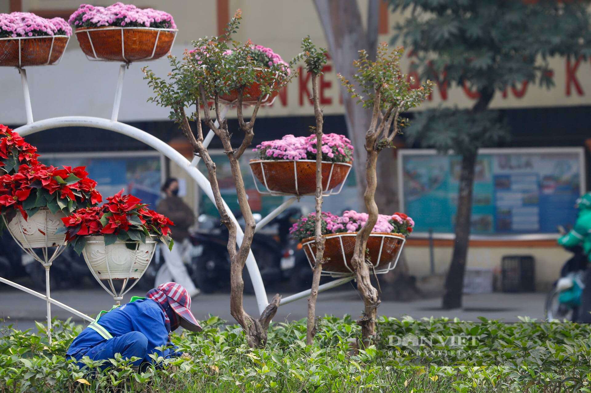 Ngỡ ngàng Đà Lạt thu nhỏ giữa lòng Thủ đô: Dải hoa cẩm tú cầu bất ngờ nở rực rỡ trên đường phố Hà Nội - 12