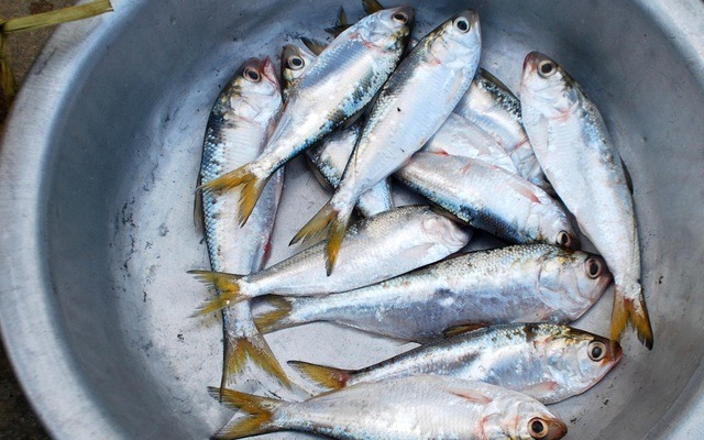 Loài cá được khen Loài cá được khen