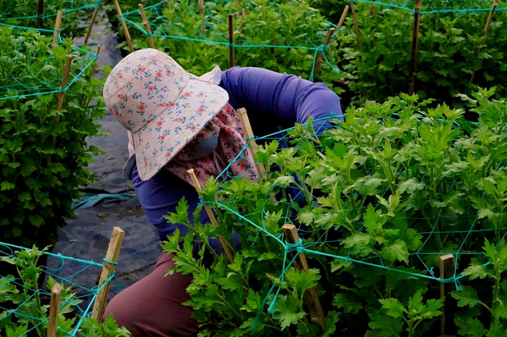 nhà vườn (5).jpg