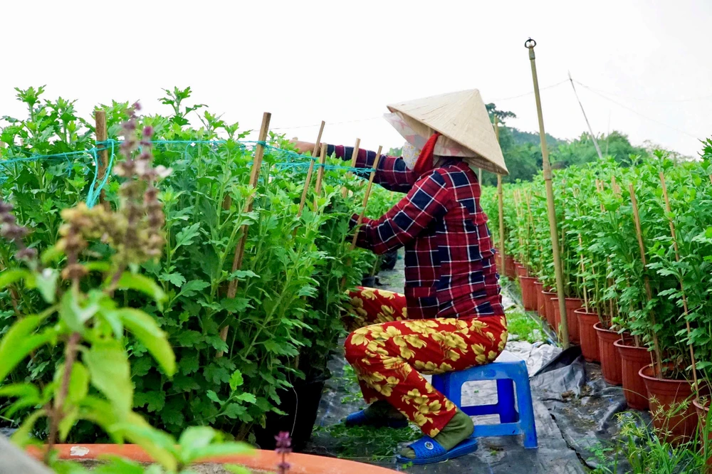 nhà vườn (3).jpg