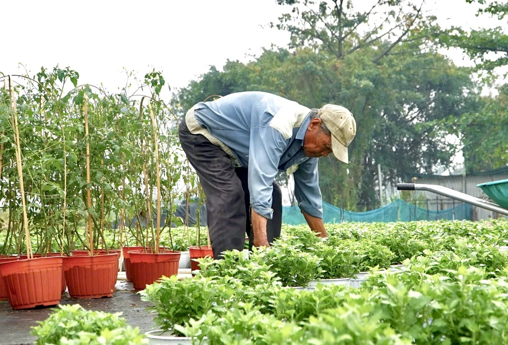 Ông Giang đi dọc khu vườn để kiểm tra tình trạng cây sau cơn mưa đêm. Ảnh: HẢI NHI nhà vườn (1).jpg
