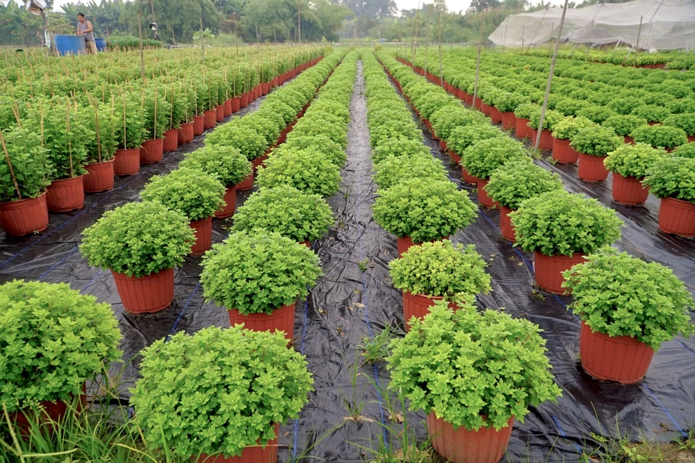 nhà vườn (20).jpg