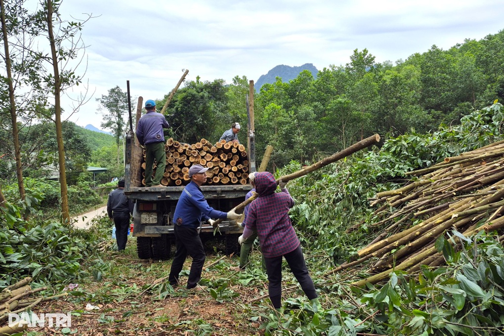 Lợi ích kép từ trồng rừng theo chứng chỉ xanh - 2