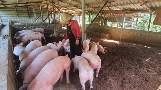 Khách Tây tự trải nghiệm việc vốn 