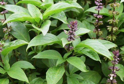 Húng quế đóng vai trò quan trọng trong việc duy trì một hệ tiêu hóa khỏe mạnh bằng cách cân bằng nồng độ axit trong dạ dày và hỗ trợ các lợi khuẩn đường ruột phát triển. Các tinh dầu trong loại rau này giúp giảm thiểu tình trạng đầy hơi, khó tiêu và co thắt dạ dày hiệu quả. Hơn thế nữa, húng quế còn hỗ trợ chức năng gan bằng cách thúc đẩy sản sinh các enzyme giải độc, giúp cơ thể loại bỏ các độc tố tích tụ từ thực phẩm bẩn hoặc rượu bia, từ đó ngăn ngừa tình trạng gan nhiễm mỡ và cải thiện quá trình chuyển hóa chất béo.