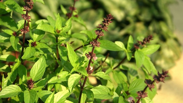 Đối với những người đang đối mặt với nguy cơ tiểu đường tuýp 2, húng quế là một thực phẩm bổ trợ cực kỳ giá trị nhờ khả năng ổn định lượng đường trong máu. Các hoạt chất trong lá húng quế giúp làm chậm quá trình giải phóng đường vào máu sau bữa ăn và cải thiện sự nhạy cảm của tế bào đối với insulin. Điều này không chỉ giúp ngăn ngừa các biến chứng nguy hiểm của bệnh tiểu đường mà còn hỗ trợ quá trình quản lý cân nặng, giúp cơ thể sử dụng năng lượng hiệu quả hơn thay vì tích trữ dưới dạng mỡ thừa.