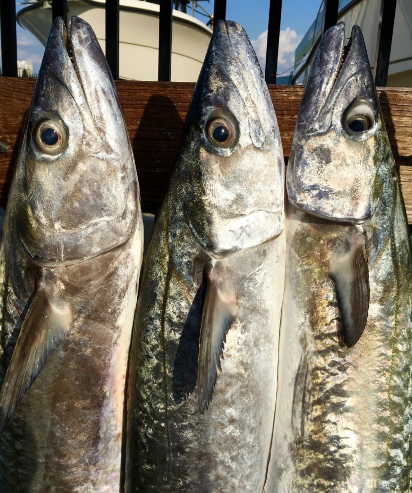 5 loại cá tích tụ thủy ngân nhiều bậc nhất- Ảnh 2.