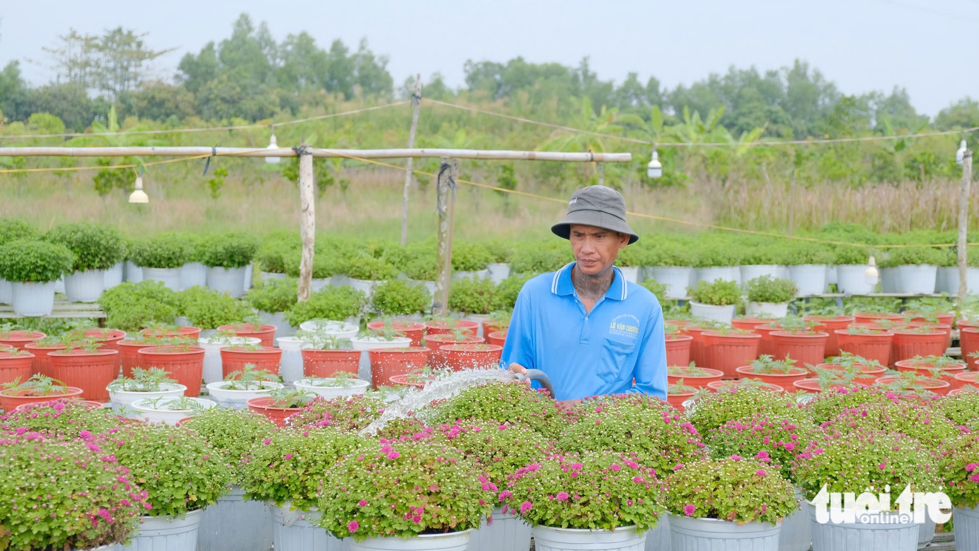 hoa Tết - Ảnh 5.