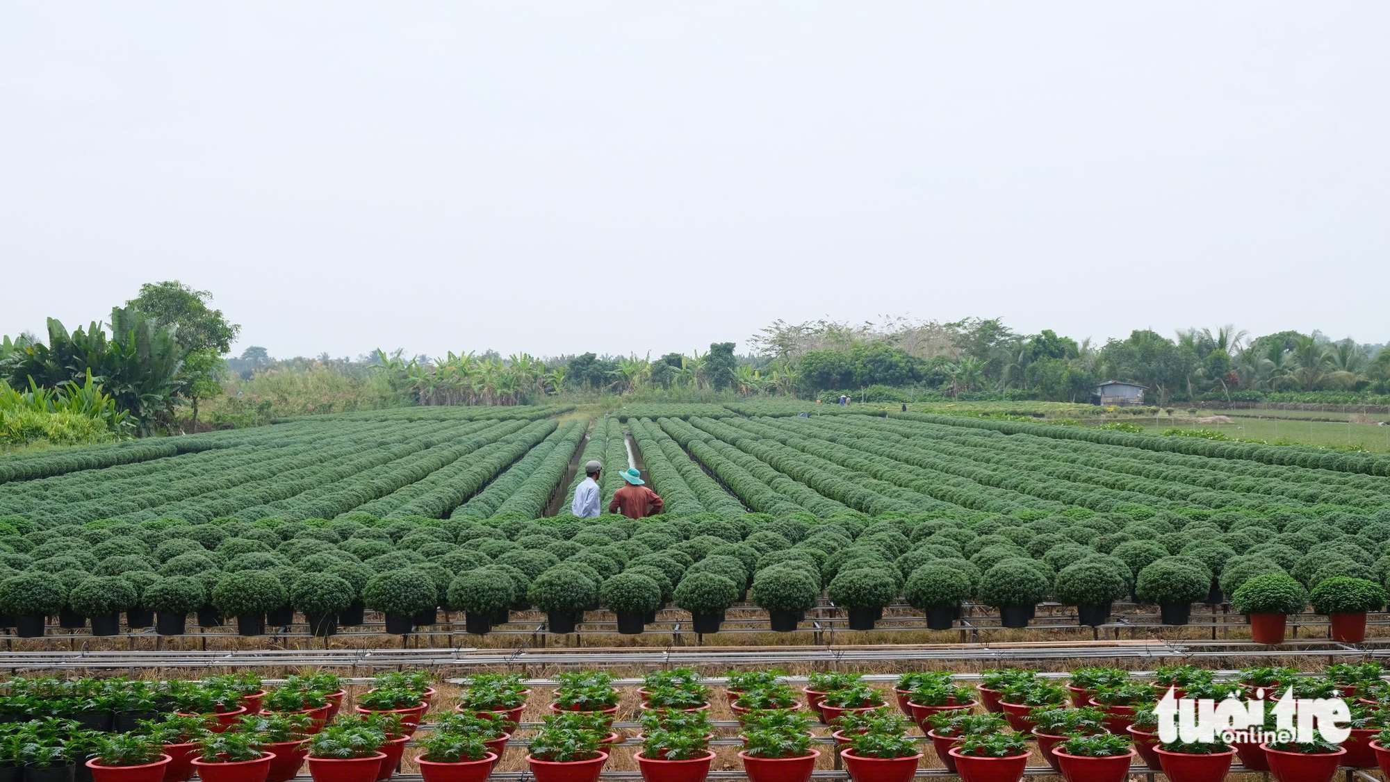 hoa Tết - Ảnh 4.