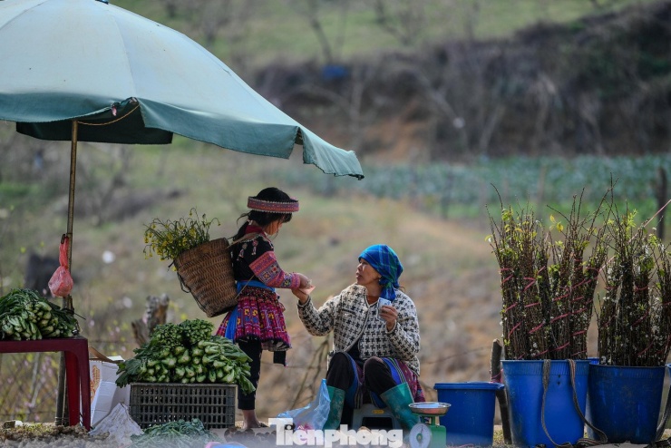 Theo người dân địa phương, năm nay thời tiết có nhiều biến động. Các đợt rét xuất hiện sớm nhưng không kéo dài, ban ngày nắng ấm, đêm xuống se lạnh. Cùng với đó, năm âm lịch nhuận, có thêm một tháng Tư, được cho là đã khiến chu kỳ sinh trưởng của cây trồng bị xáo trộn, khiến đào, mận phân hóa mầm hoa và nở sớm hơn.
