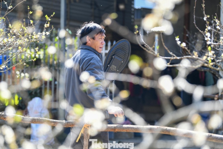 “Thường phải áp Tết hoa mới nở, nhưng năm nay Tết còn hơn một tháng mà hoa đã bung hết. Hoa đẹp thì ai cũng thích, nhưng nhà vườn lại lo vì đến Tết hoa không còn”, anh A Lường , tại xã Vân Hồ (Sơn La) chia sẻ.