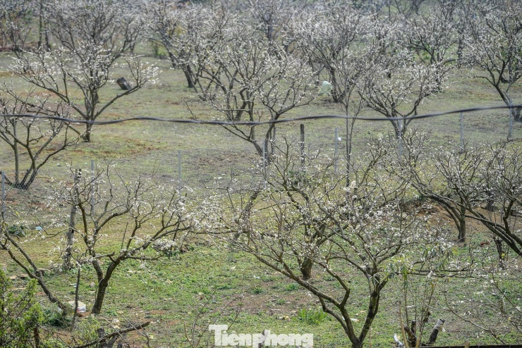 Không chỉ những vườn đào chơi Tết, nhiều diện tích mận hậu - loại cây gắn bó lâu đời với người dân Mộc Châu - cũng ra hoa sớm. Việc nở hoa không đúng nhịp khiến người trồng thấp thỏm, bởi chỉ cần một đợt rét đậm hoặc mưa kéo dài sau thời kỳ ra hoa, tỷ lệ đậu quả có thể bị ảnh hưởng.