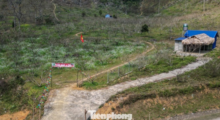 Ở góc nhìn khác, đào, mận nở sớm lại mang đến cho Mộc Châu một mùa hoa trái vụ hiếm gặp. Nhiều du khách tranh thủ lên cao nguyên sớm hơn thường lệ để chụp ảnh, dạo chơi giữa những vườn hoa đang độ đẹp nhất. Các homestay, dịch vụ du lịch vì thế cũng bắt đầu nhộn nhịp trong những ngày cuối năm.