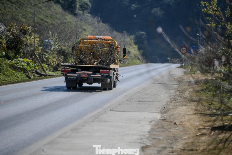 Trên các trục đường từ Mộc Châu về xuôi, những ngày gần đây đã bắt đầu xuất hiện các đoàn xe tải nhỏ, xe bán tải chở theo những gốc đào, cành mận vừa được đánh bầu, buộc gọn phía sau thùng xe.