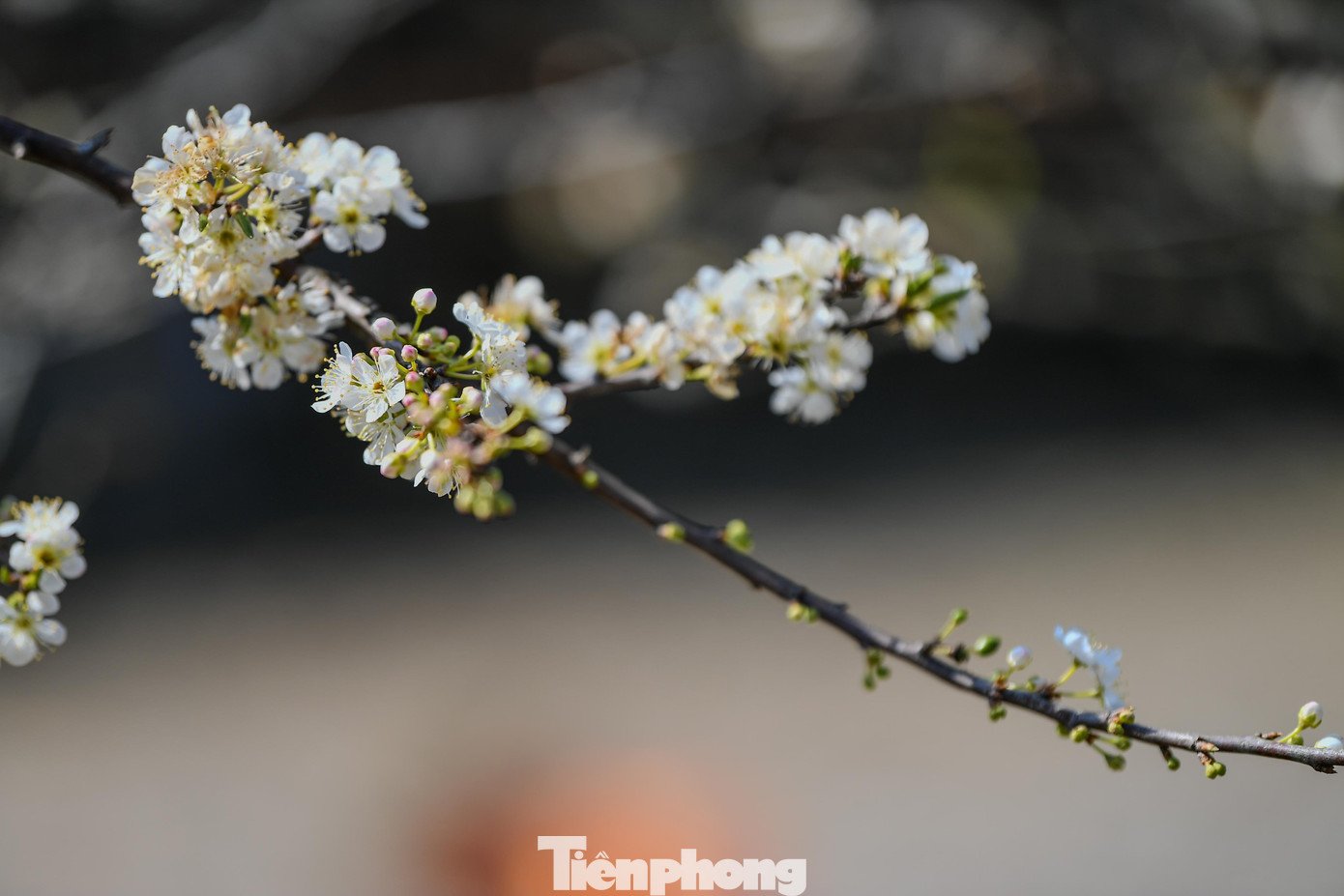 Theo người dân cho biết "mận nở sớm không phải chưa từng xảy ra, nhưng năm nay diễn ra trên diện rộng, chịu tác động cộng hưởng của thời tiết bất thường và năm âm lịch nhuận. Người dân được khuyến cáo theo dõi sát diễn biến khí hậu, chăm sóc cây hợp lý để hạn chế rủi ro lâu dài".