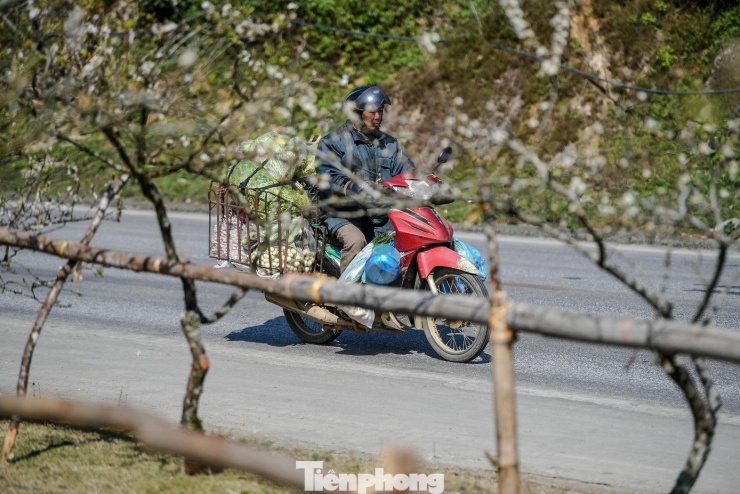 Khi Tết Nguyên đán vẫn còn ở phía trước, sắc hoa đào, hoa mận đã kịp nở sớm, mang mùa xuân về với Mộc Châu trước hẹn.