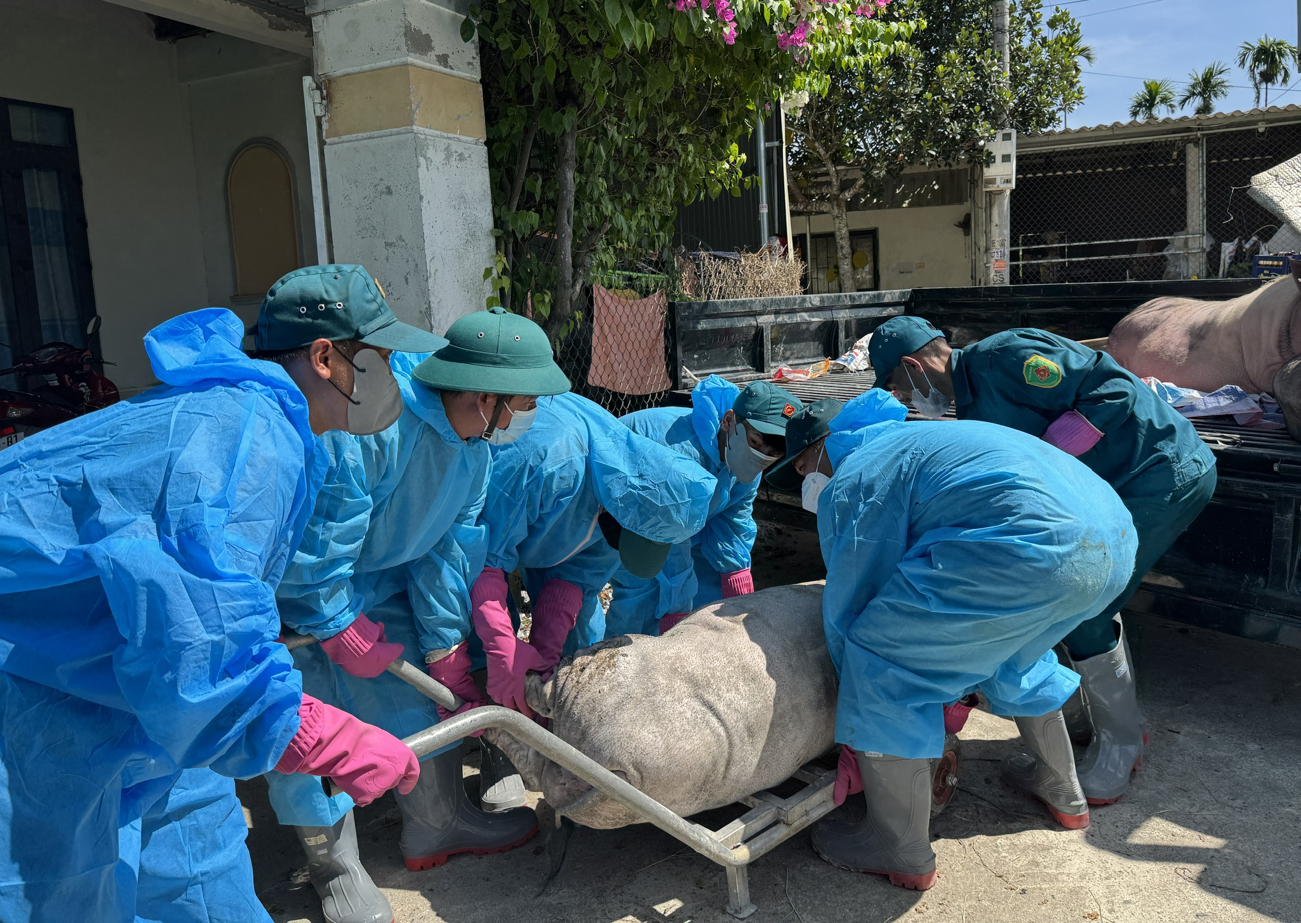 Người dân Quảng Ngãi vui mừng nhận tiền hỗ trợ dịch tả heo châu Phi - Ảnh 2.