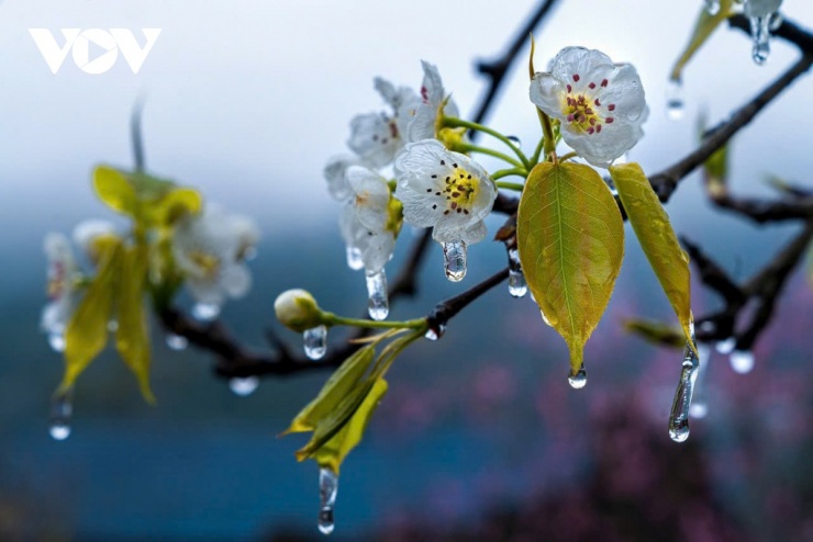 Cảnh sắc nơi đây dạy cho con người bài học về sự kiên cường: Ngay cả trong băng giá lạnh lẽo nhất, cái đẹp vẫn có thể sinh sôi và tỏa sáng lấp lánh.