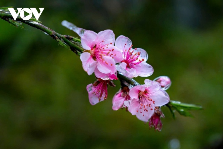 Hà Giang là minh chứng sống động nhất cho phép màu của sự sống: Đá càng khô cằn, hoa nở càng rực rỡ.