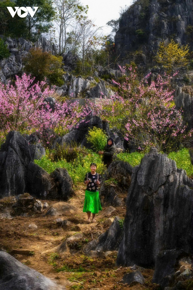 Hà Giang: Bản tình ca trên đá và những mùa xuân không tuổi - 13