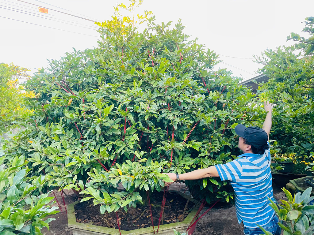 Làng mai tết: Kẻ khóc người cười - Ảnh 3.