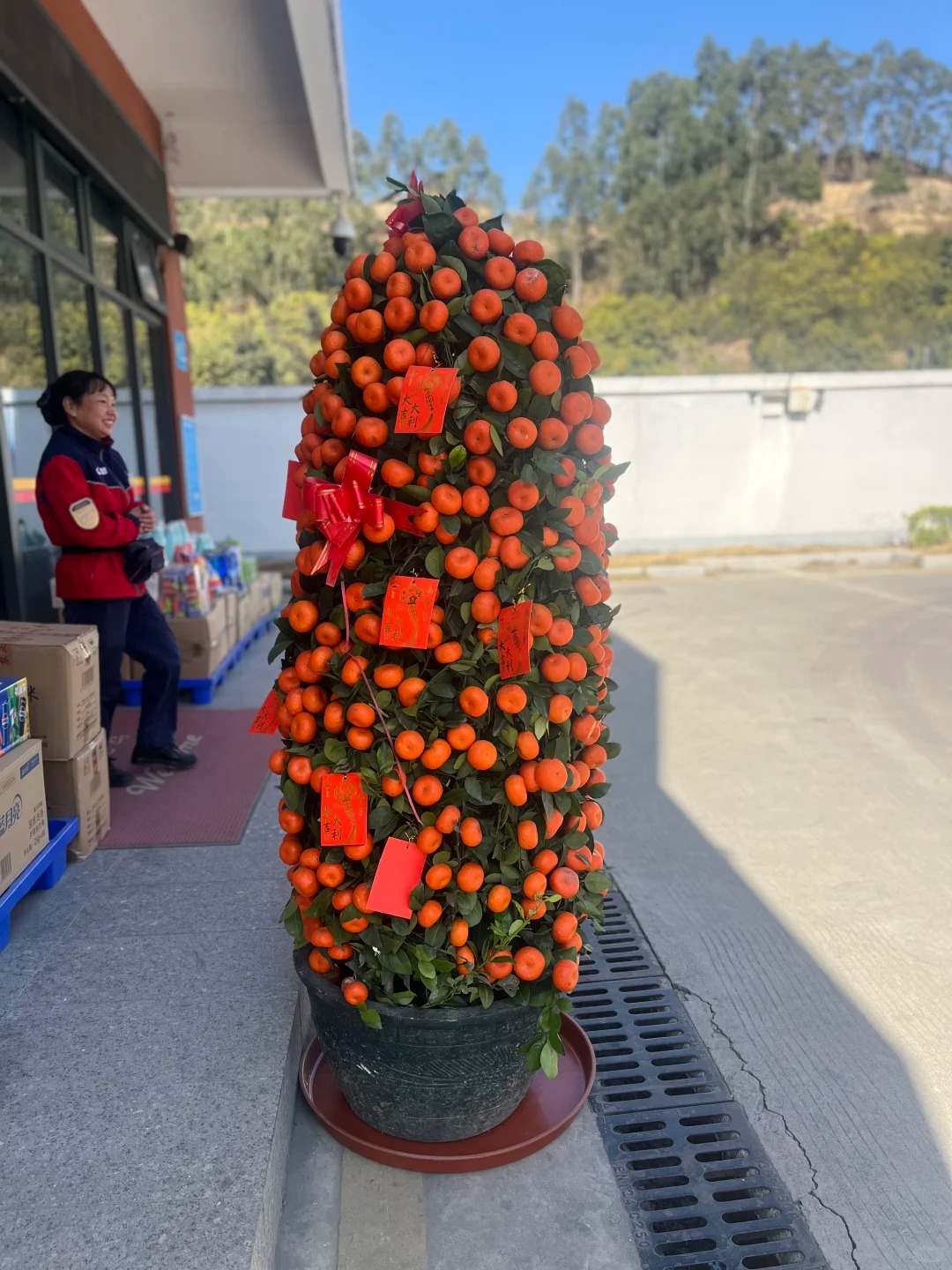 Nhà giàu chưng Tết không chọn chậu nhỏ, vì sao 