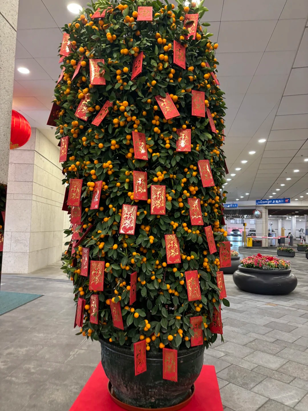 Nhà giàu chưng Tết không chọn chậu nhỏ, vì sao 