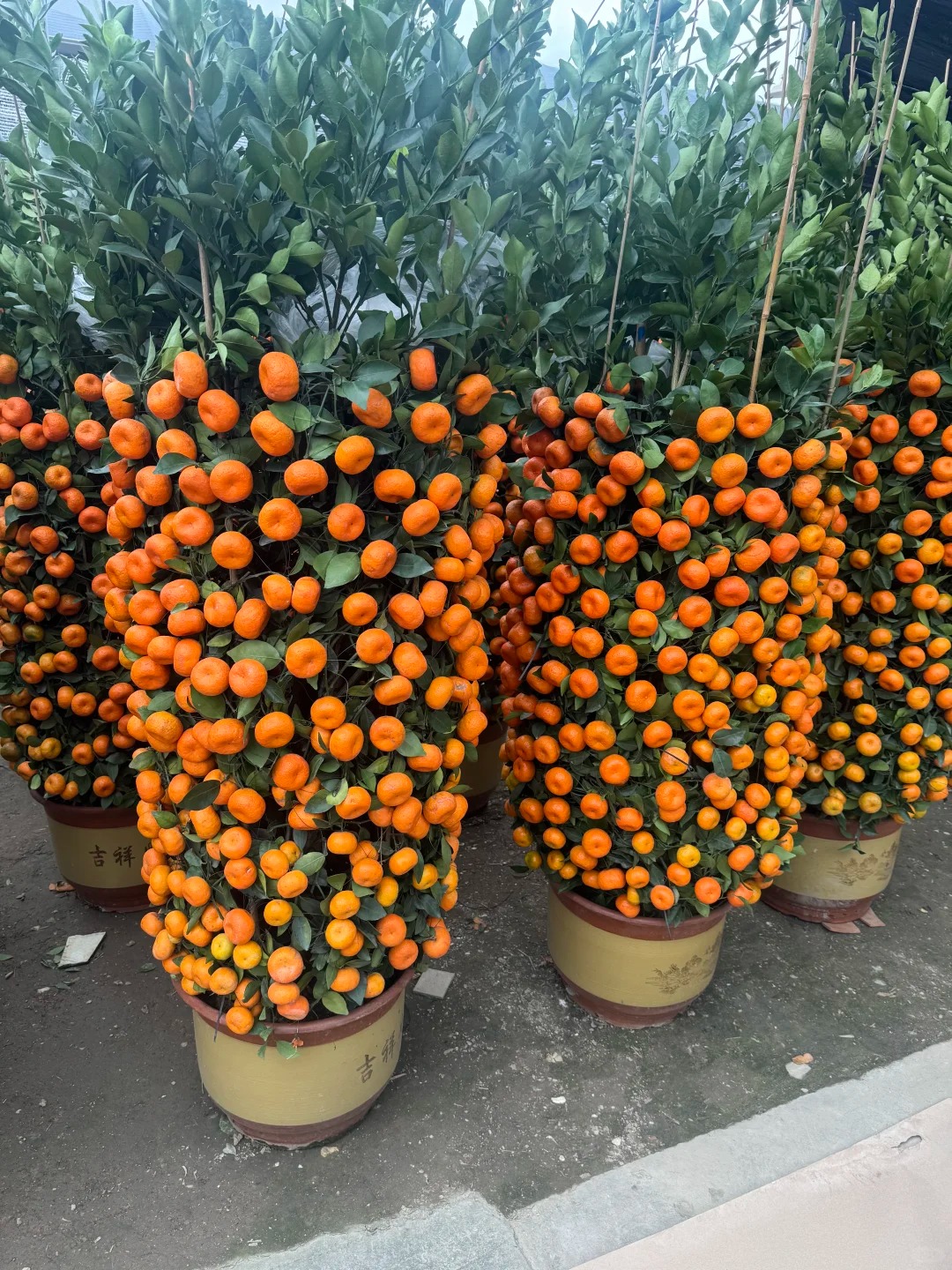 Nhà giàu chưng Tết không chọn chậu nhỏ, vì sao 