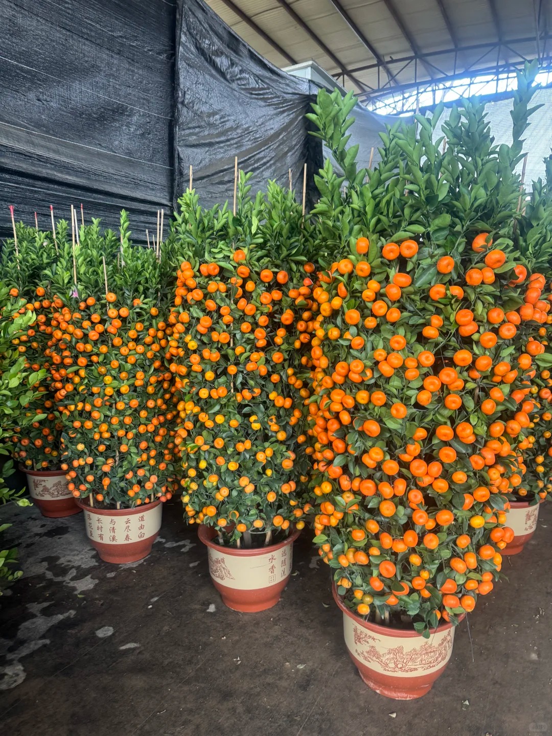 Nhà giàu chưng Tết không chọn chậu nhỏ, vì sao 